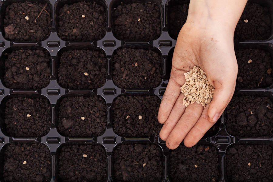 Deciphering Common Terms for Garden Seeds