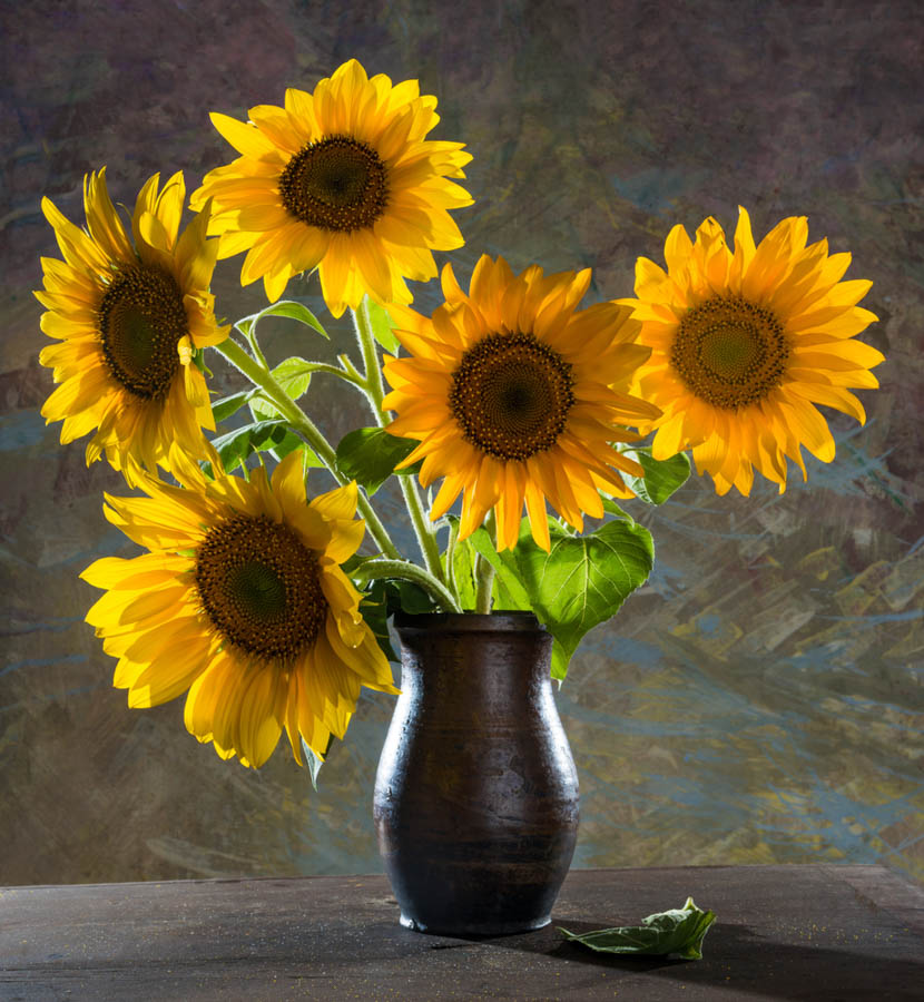 Harvesting Sunflowers as Cut Flowers: Essential Tips