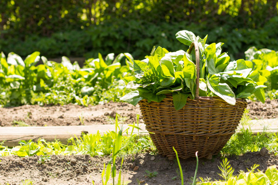 November Gardening Tasks for Southern California's Coastal Areas