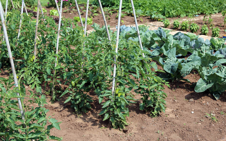 Tomatoes and Companion Planting: Traditional Pairings and Other Suggestions
