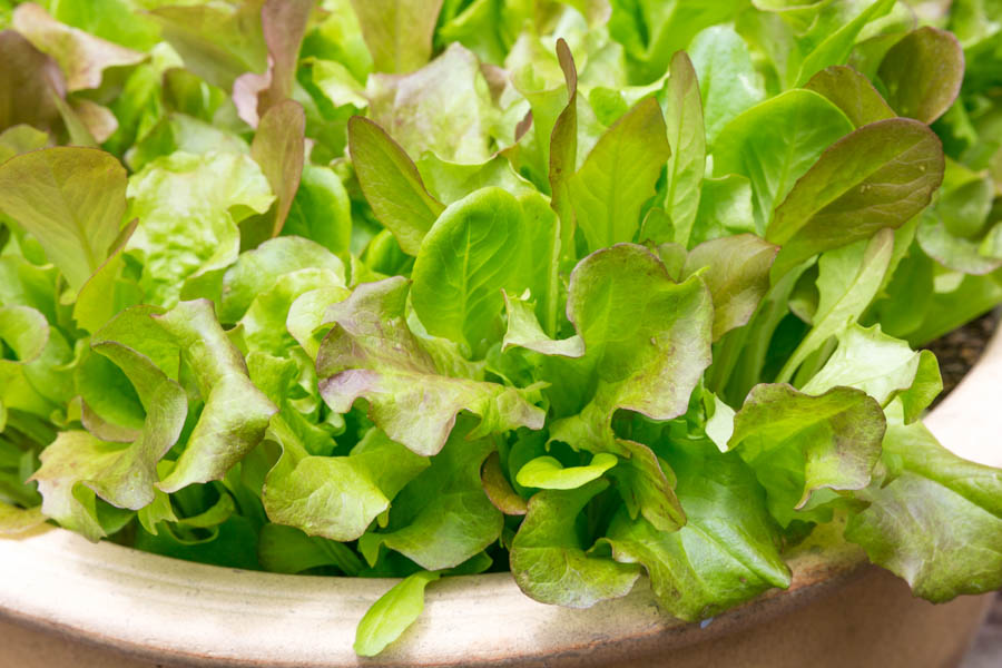 Container Gardening With Lettuce, Radishes and Carrots