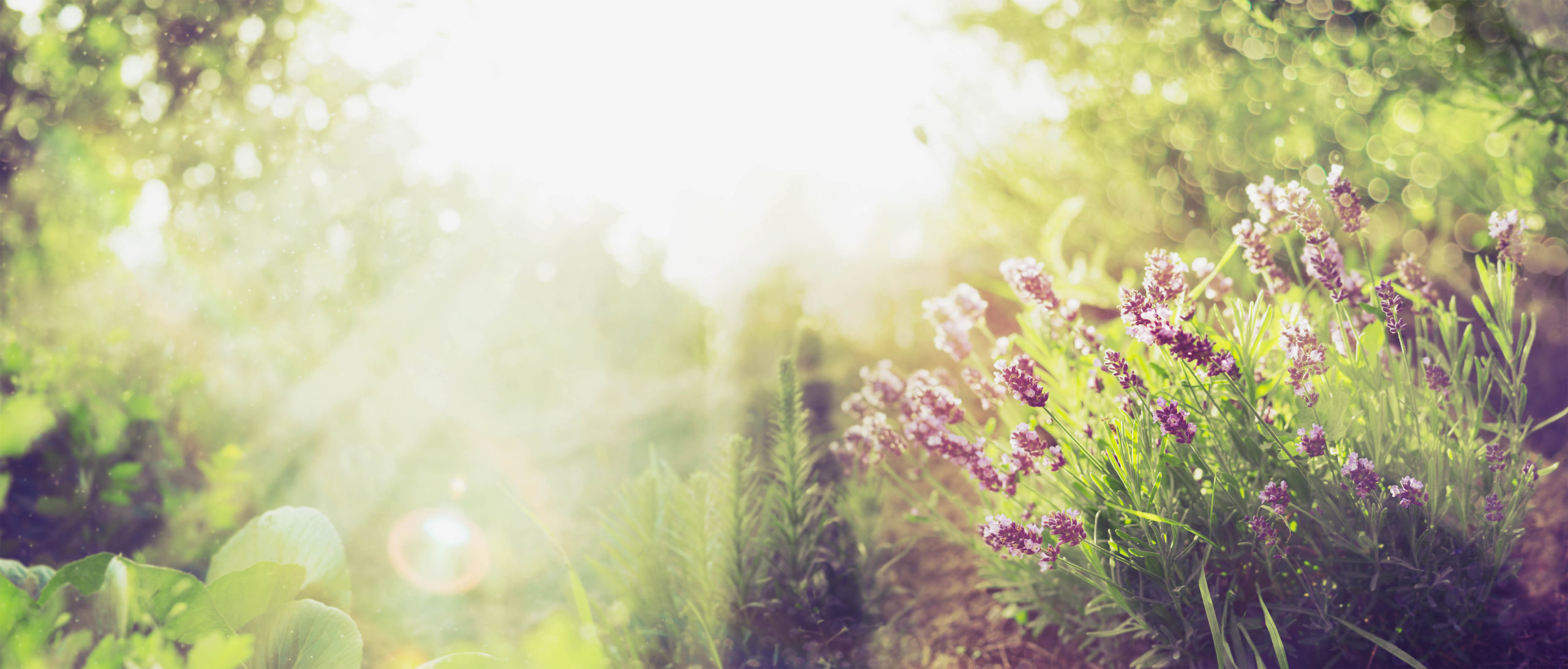 Hot Weather Gardening Part 4: Help Your Plants Survive Heatwaves