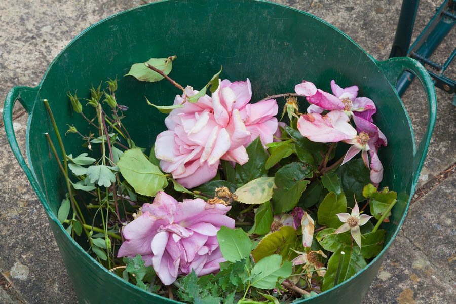 Spring Gardening Task: Add Mulch to Rose Beds