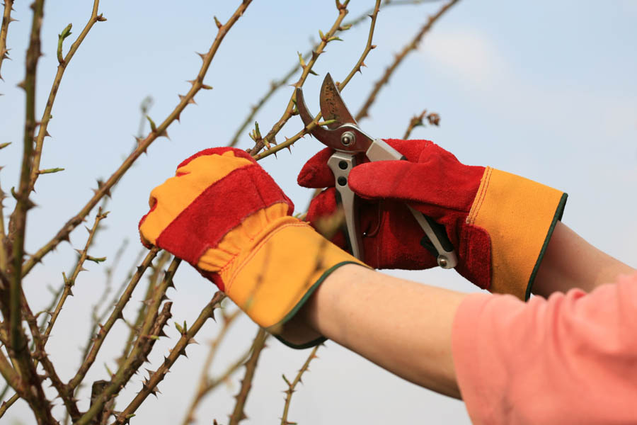 Rose Pruning: Tools and Protective Clothing