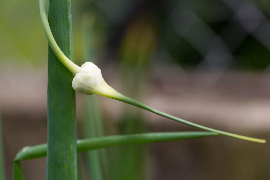 Growing Garlic: 7 Tasks for Spring