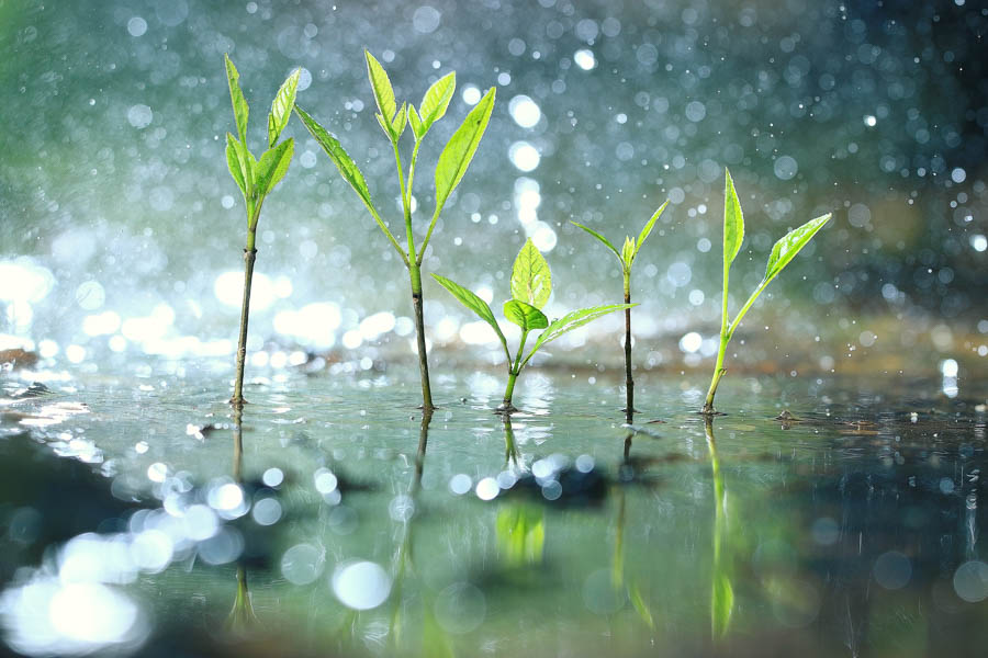 California Gardening During Rainstorms: Flush Salts and Avoid Soil Compaction