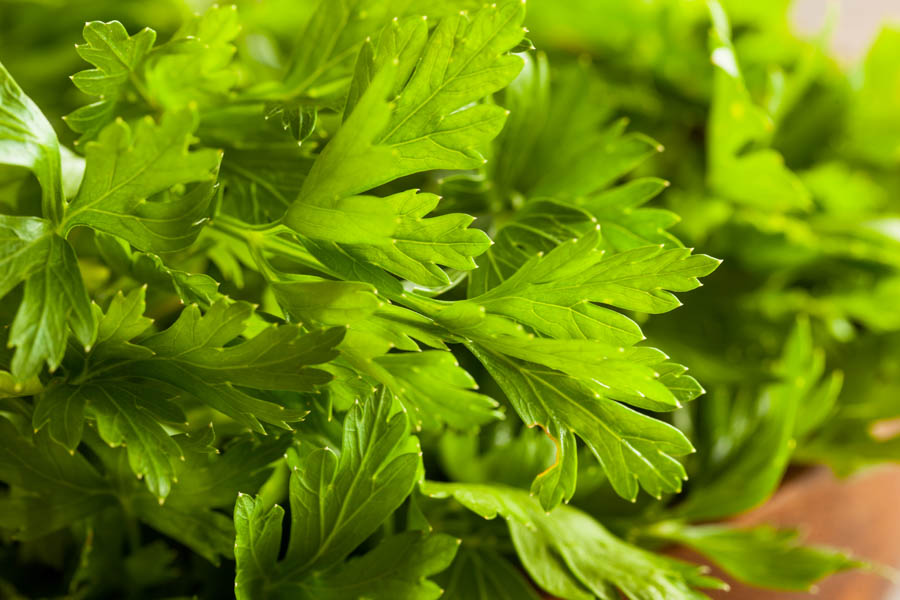 Container Gardening: Parsley is Easy and Useful