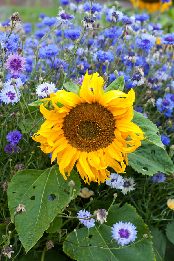 Sunflowers in a Sustainable Garden
