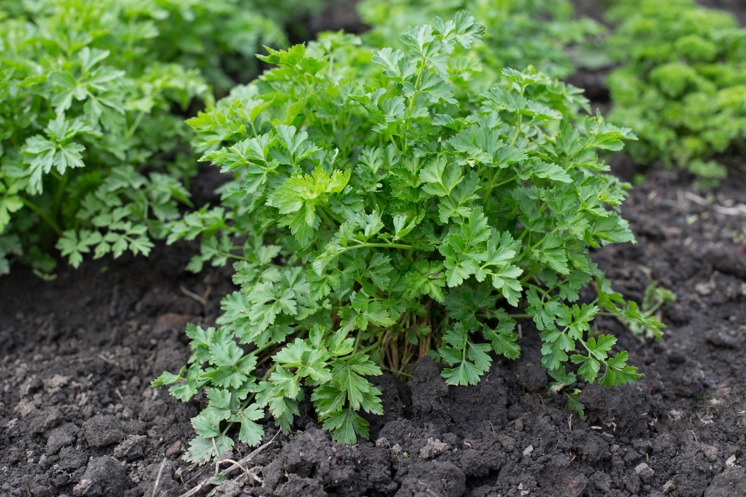Growing Parsley: 5 Tips for Getting Started