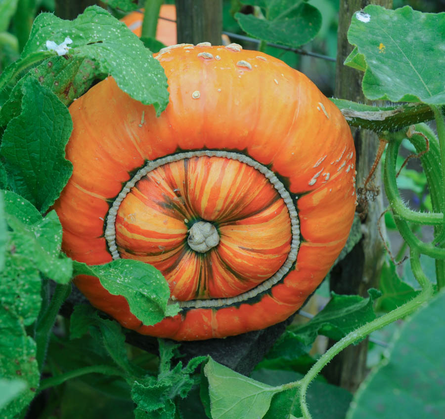 Winter Squash and Companion Planting