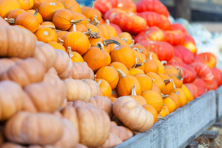 Getting to Know Garden Pumpkins: A GardenZeus Guide to Types, Species, and Characteristics