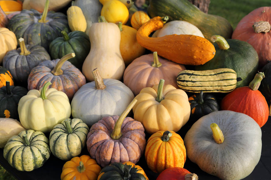 Growing Winter Squash and Pumpkins in the California Home Garden