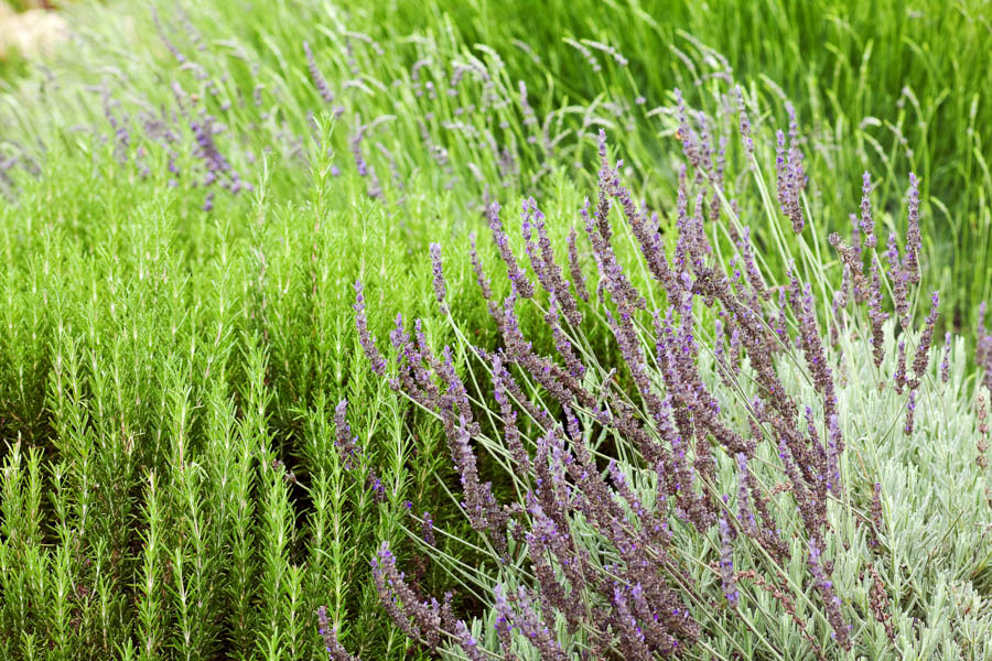 Image of Rosemary and lavender in a Mediterranean garden