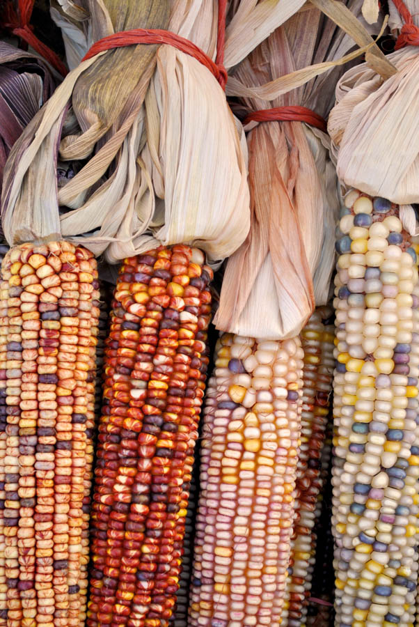 Growing Fall Decorations: Ornamental Corn