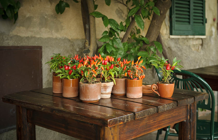 Do Peppers Make Good Container Plants?