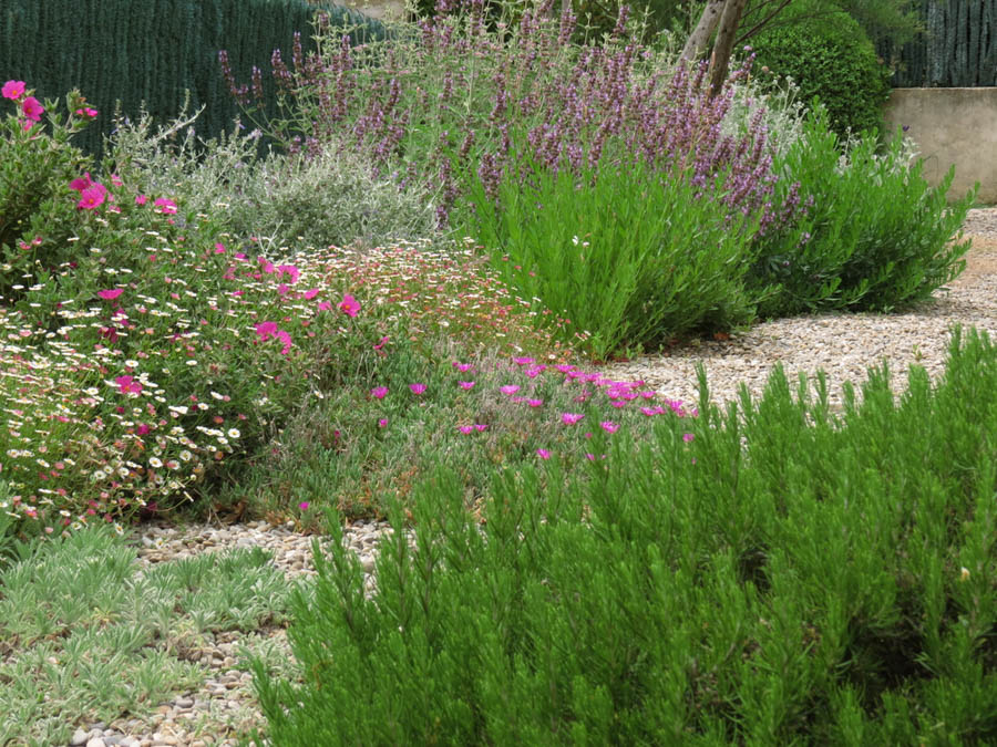 Growing California Natives