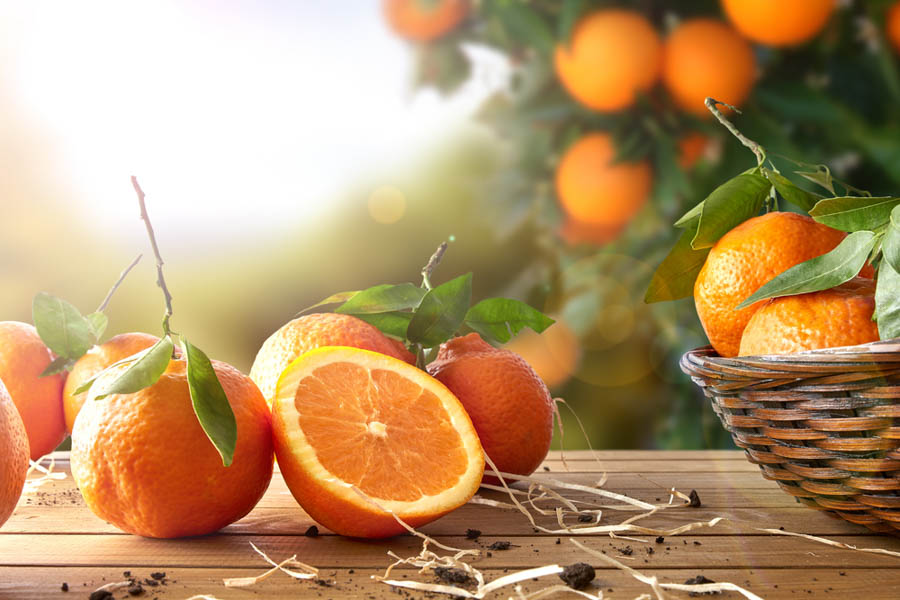 Year-Round Oranges in Mild Winter Areas of California