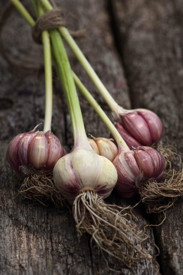 Growing Garlic in Containers: Essential Requirements