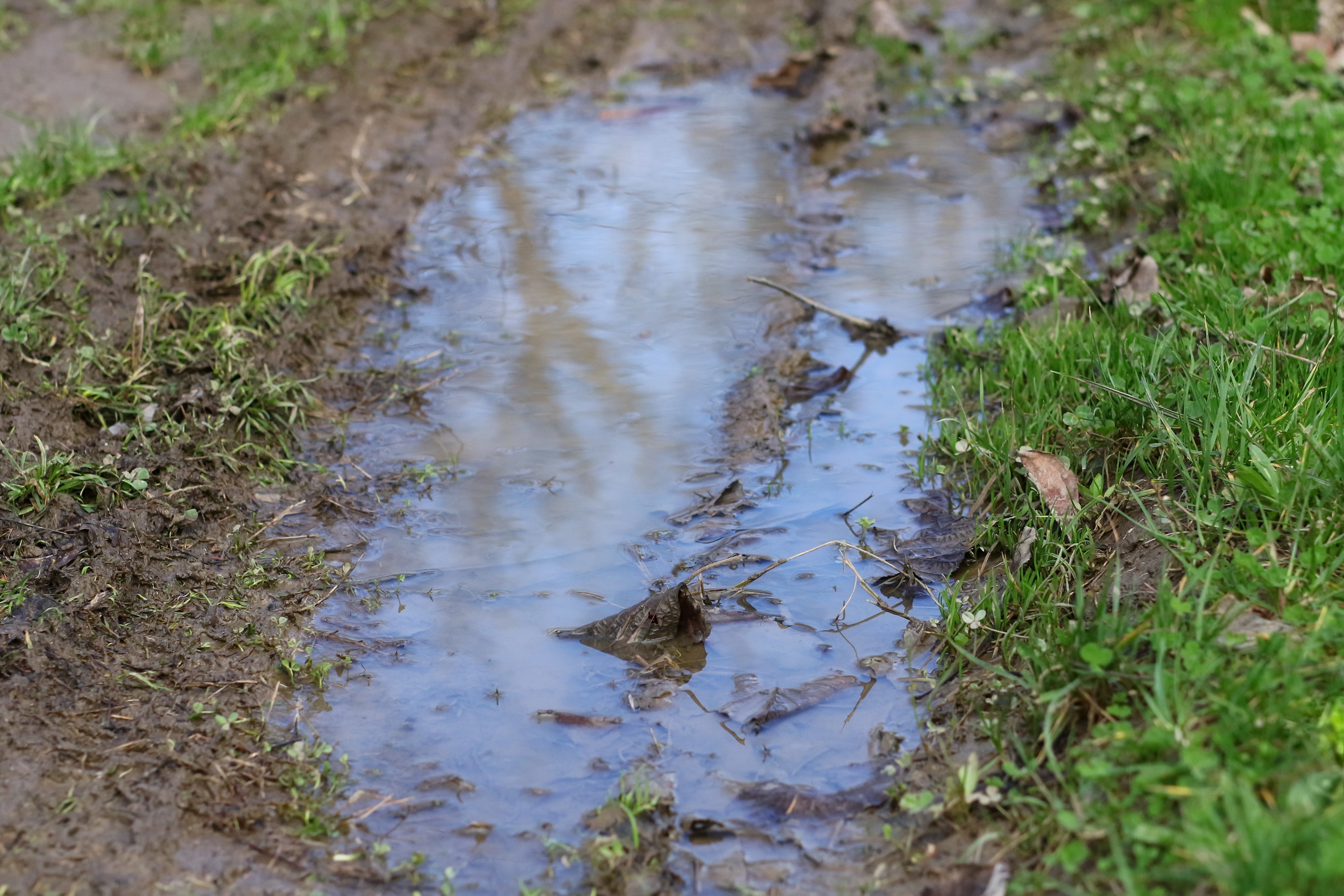 California Gardening After the Storm: What to do When the Sun Comes Out