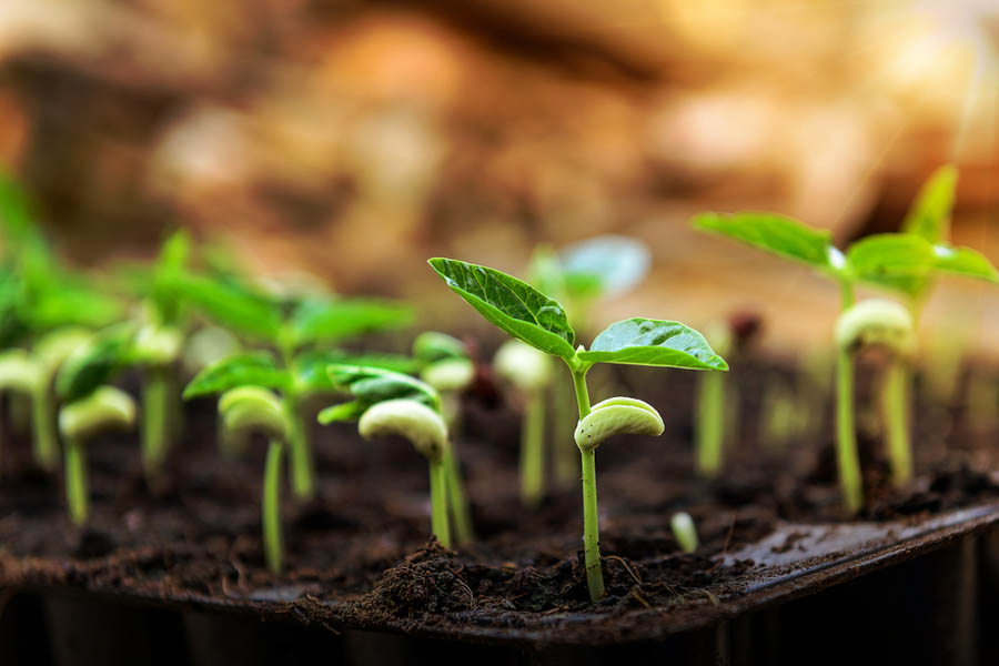 Growing Warm Season Vegetables in April: 8 Tasks