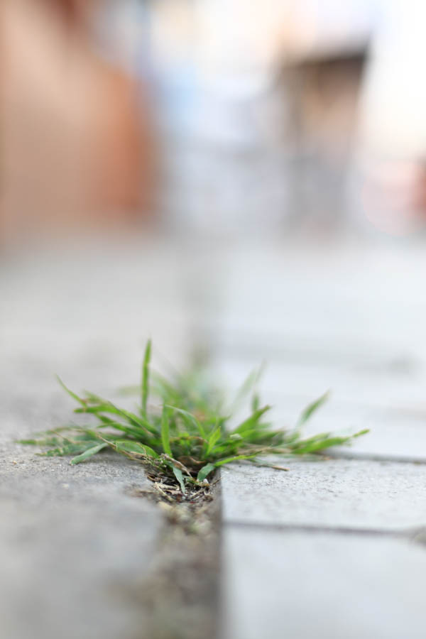 The Organic Weed Killer in Your Kitchen