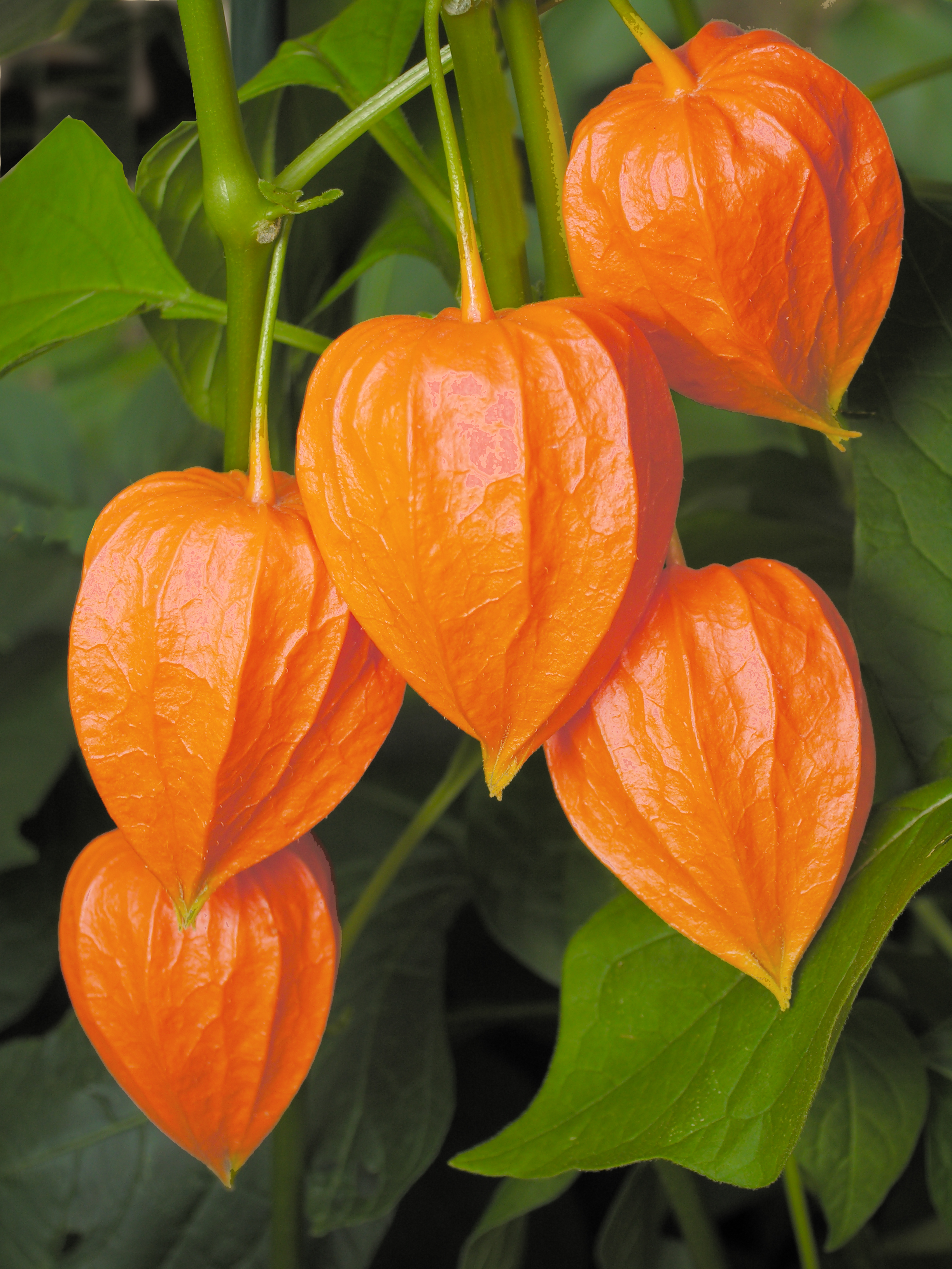 Caring for Chinese Lantern plants (Physalis alkekengi)