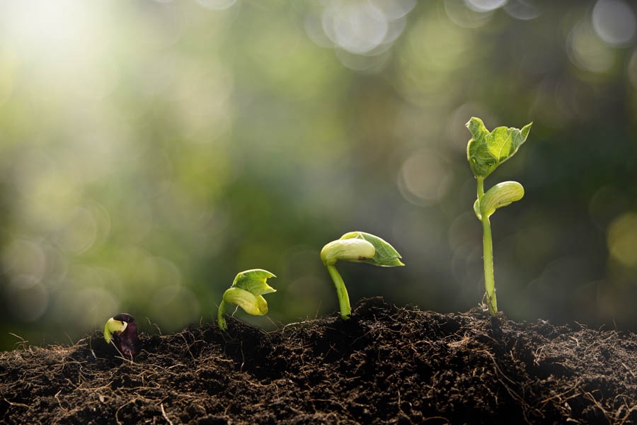 Pole Beans and Soil: pH, Fertility,Types and Textures