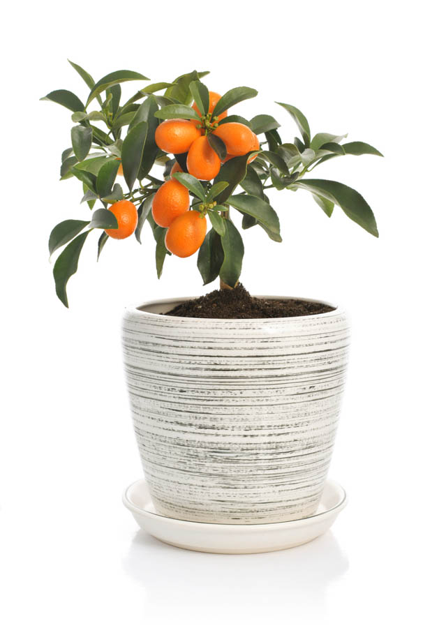 Growing Kumquats in Containers: It’s Easy if You Follow a Few simple Steps