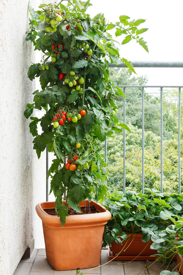 Growing Tomatoes In Containers 5 Steps For Success