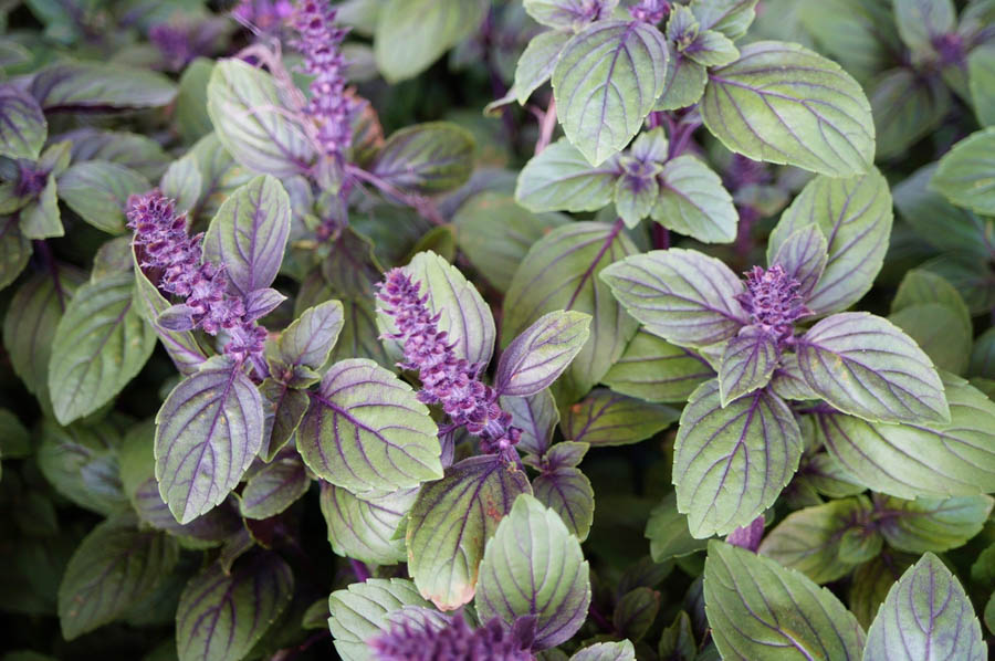 African Blue Basil: An Excellent Addition to Your Landscape
