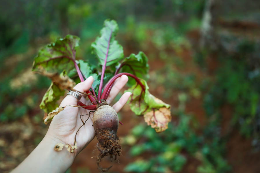 The Road Less Traveled: Vegetable Juice Enthusiast to Gardener