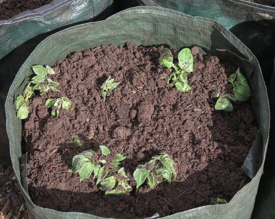 Three Tips for Growing Potatoes in Containers