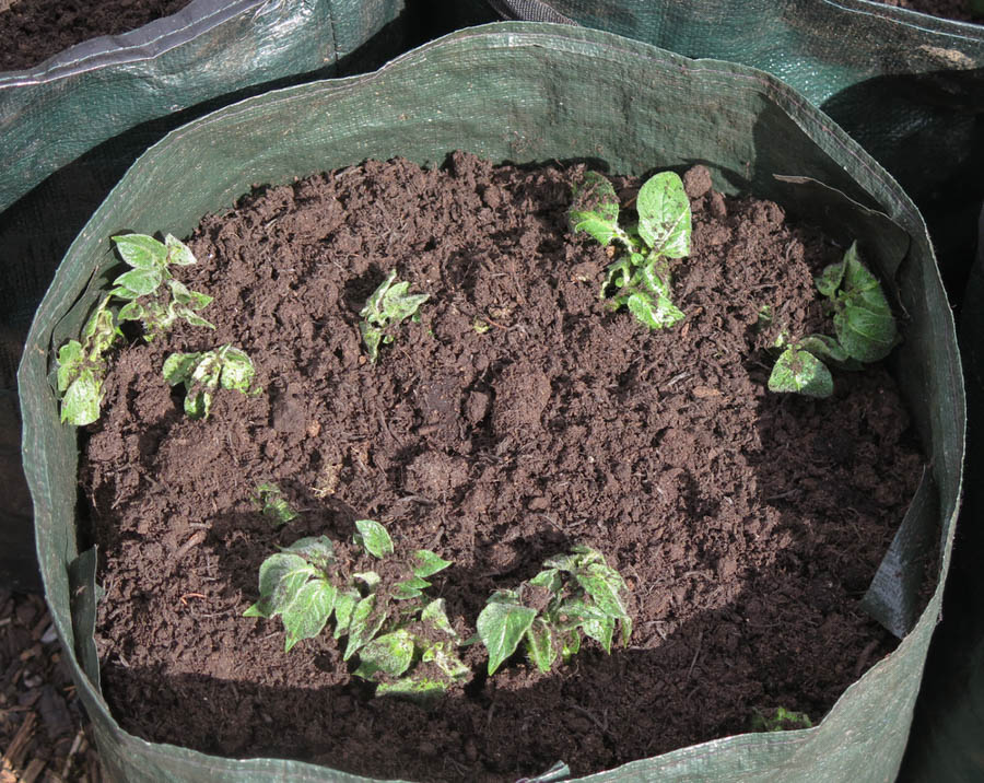 How to Grow Potatoes in Containers