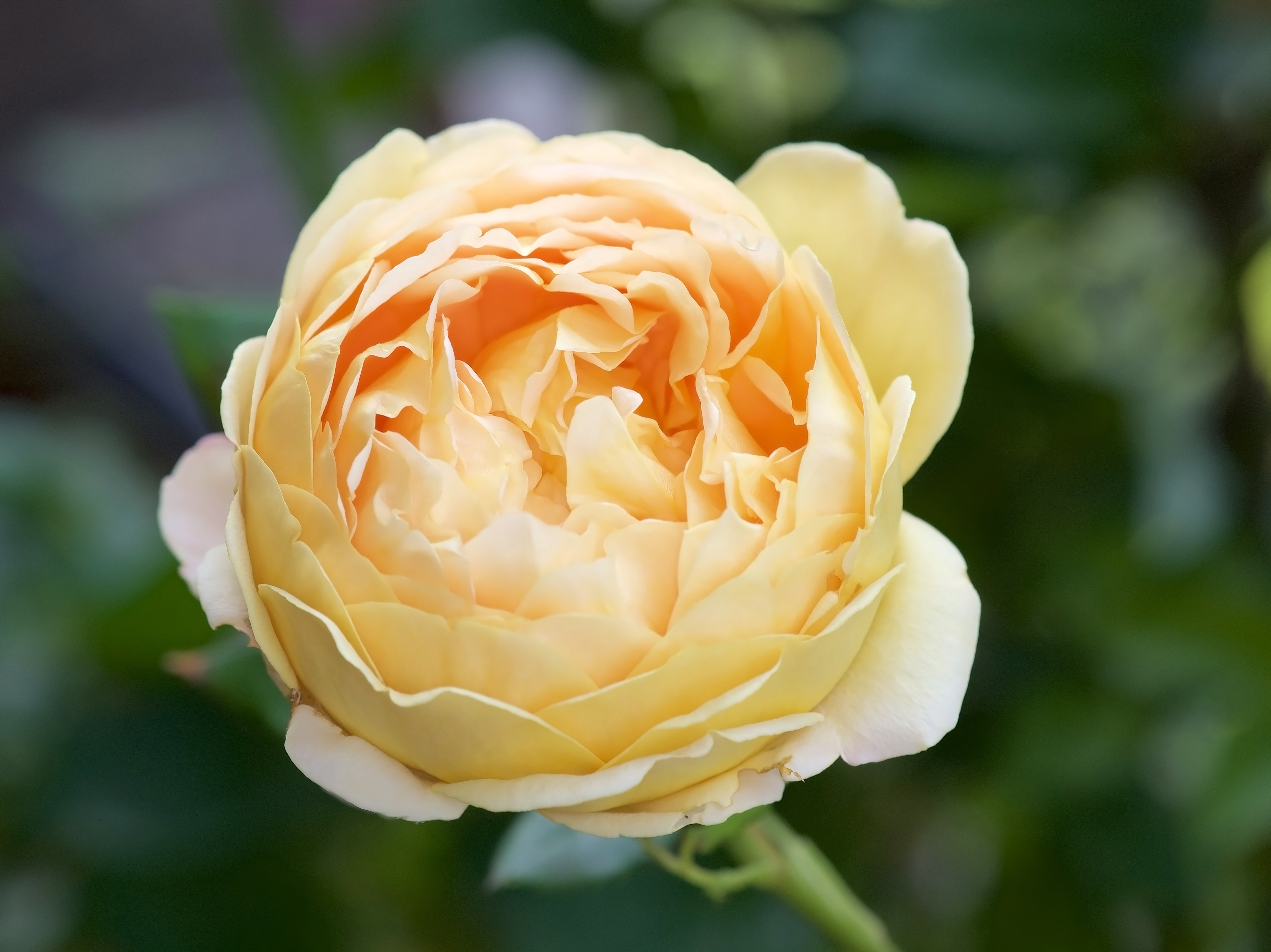 GardenZeus Recommendations for Shrub Rose Varieties in California Zone 14
