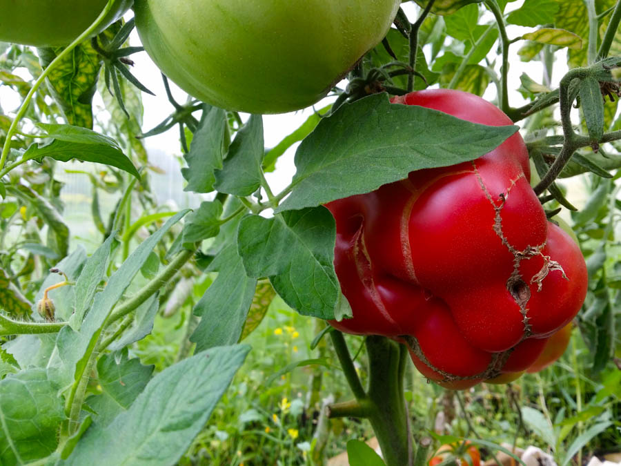 3 Non-Problems Associated with Tomato Plants
