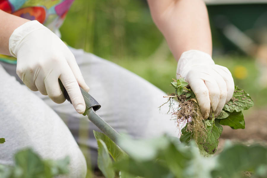 4 Tasks For This Week in the Southern California Garden