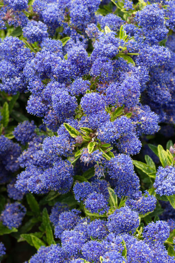 Watering Ceanothus in Mediterranean Climates