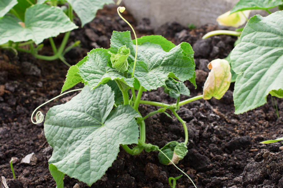 Growing Cucumbers In The California Home Garden