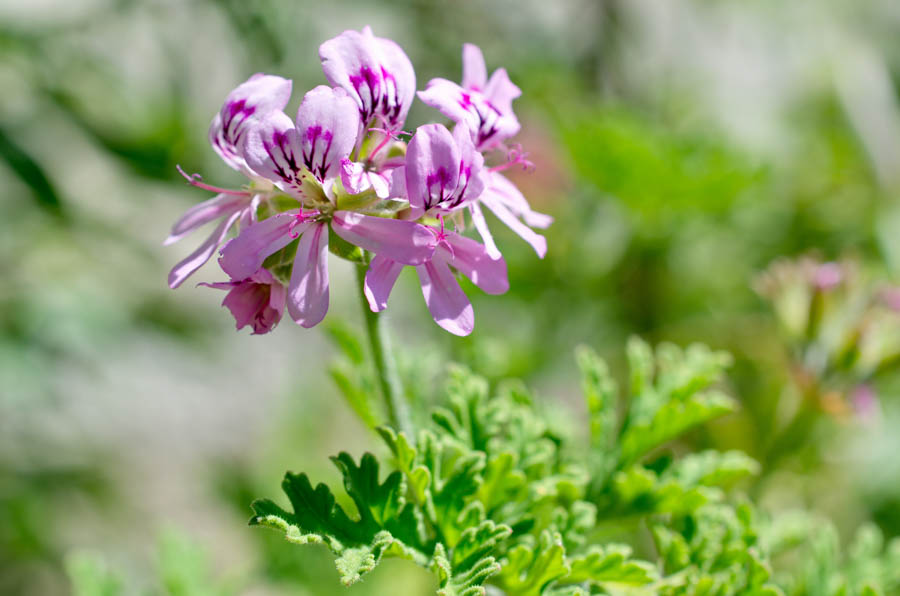 Scented Geraniums: Cultural Needs and Garden Uses