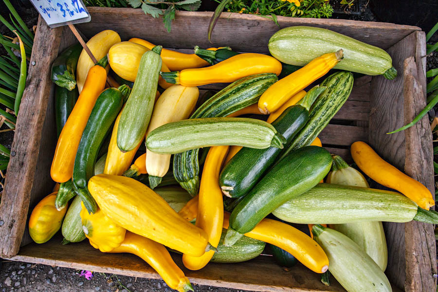 Recommendations for Summer Squash Varieties