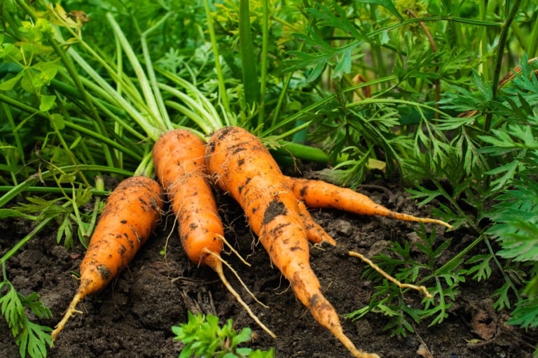 What Does a Carrot Look Like in a Sustainable Garden?