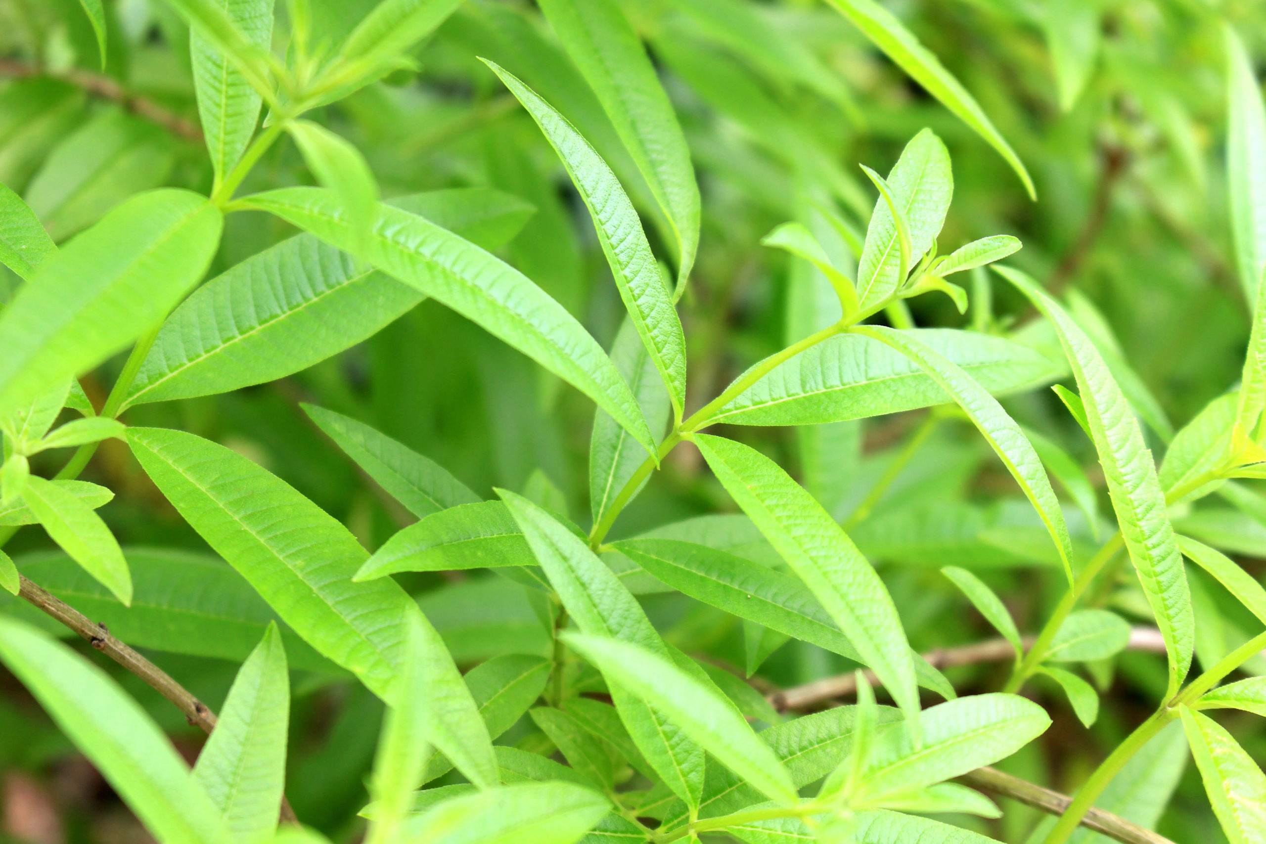 Lemon Verbena for the California Home Garden