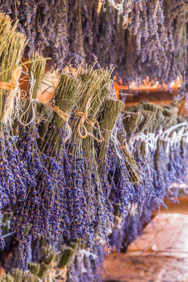 3 Uses for Lavender