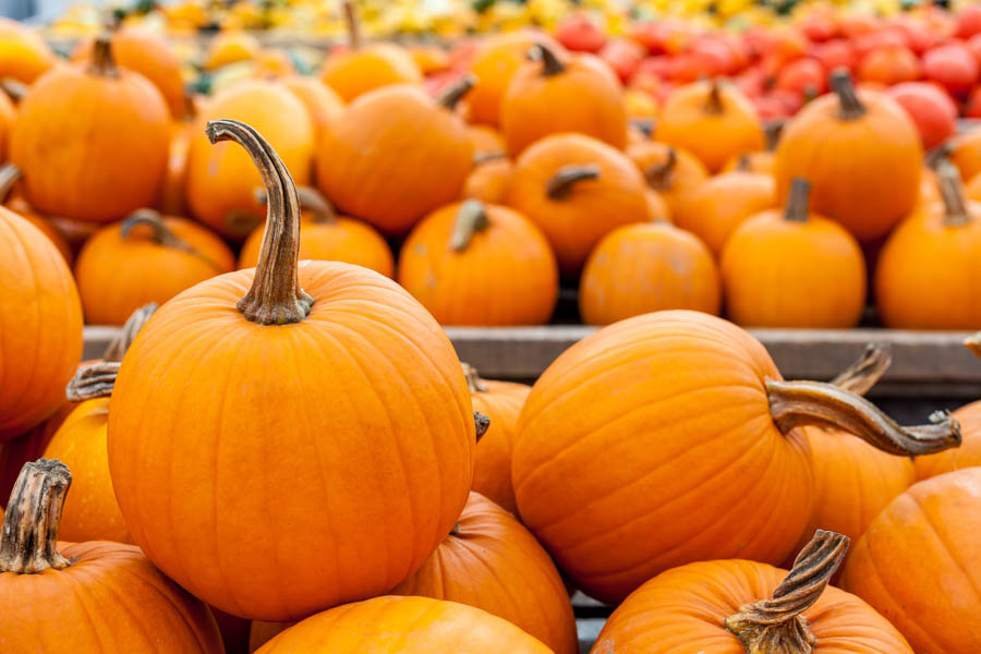 Storing and Using Freshly Harvested Pumpkin