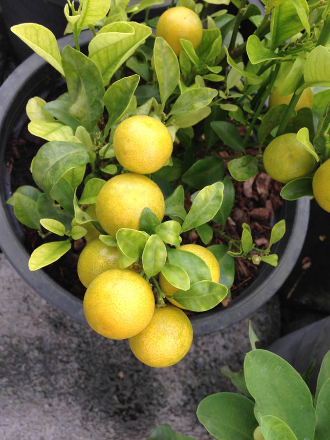 Growing Lemon Trees in Containers