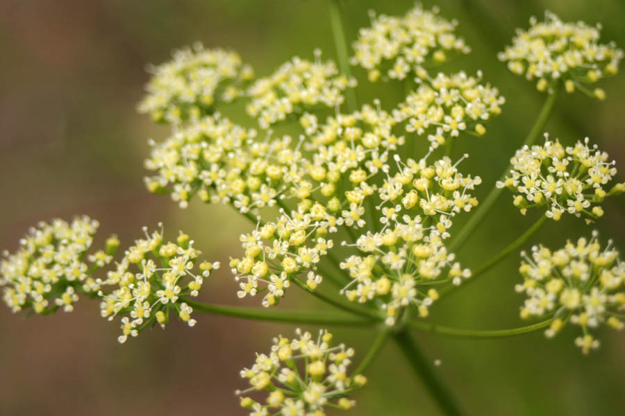 Practice Sustainable Gardening: Naturalizing Parsley