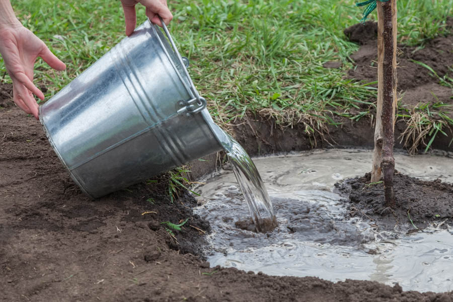 Acidify Your Soil With a Vinegar and Water Soil Drench