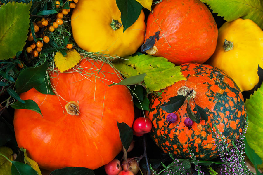 Making Friends with Winter Squash: A GardenZeus Guide to Types, Species, and Characteristics