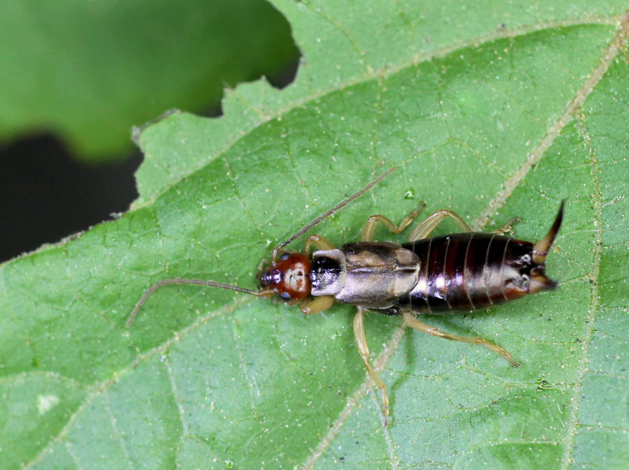 Down and Dirty 10: Earwigs Are Fickle Allies in the Garden