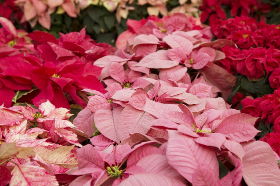 Poinsettias: Tips, Care, and Fun Facts for the Holidays